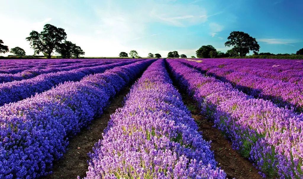 Not sleeping well, not sleeping well? Try lavender essential oil aromatherapy 